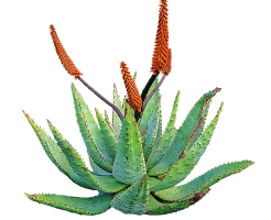 aloe-vera